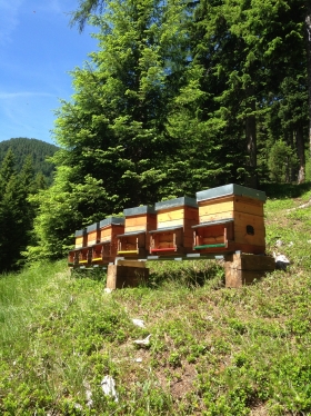 Benvenuti nel nostro sito web - "Miele di Fiemme" apicoltura